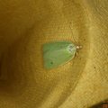 Tortrix viridana