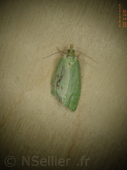 Chasse Aux Papillons - Chizé - 24-04-2021 - P2 - Tortrix viridana (72).JPG