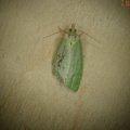 Tortrix viridana