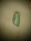 Tortrix viridana