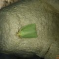 Tortrix viridana