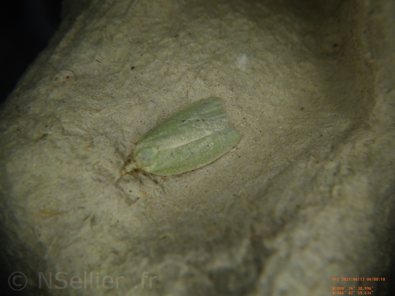Chasse Aux Papillons - Chizé - 24-04-2021 - P3 - Tortrix viridana (54).JPG