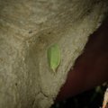 Tortrix viridana