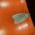 Tortrix viridana