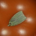 Tortrix viridana