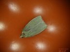 Tortrix viridana
