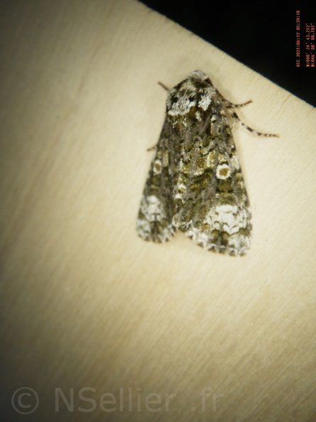 Chasse Aux Papillons - Chizé - 24-04-2021 - P2 - Craniophora ligustri (14).JPG