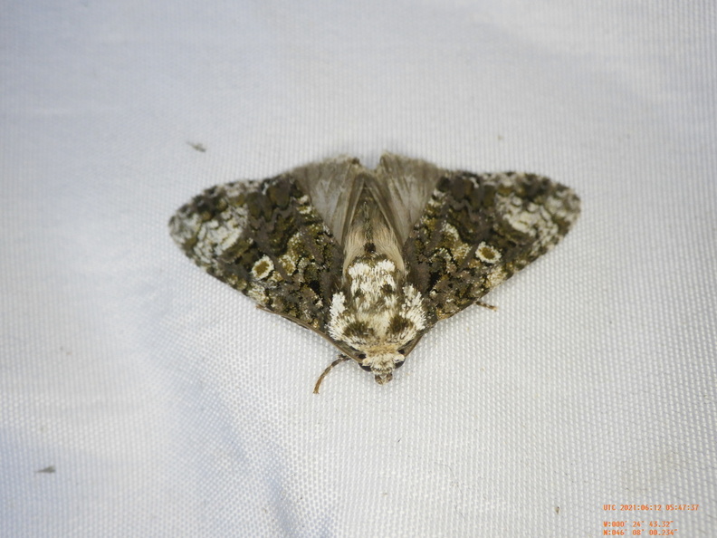 Chasse Aux Papillons - Chizé - 24-04-2021 - P2 - Craniophora ligustri (40).JPG