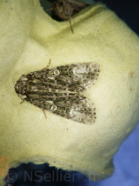 Craniophora ligustri