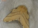 Malacosoma neustria