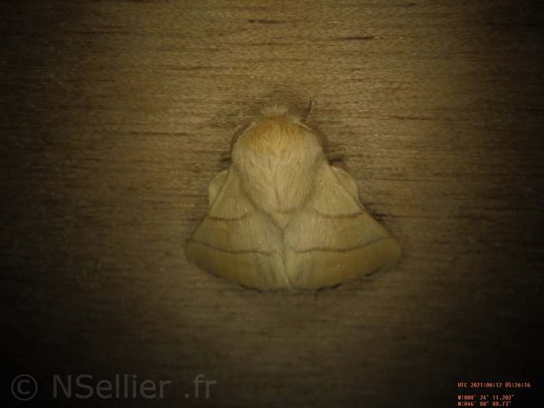 Chasse Aux Papillons - Chizé - 24-04-2021 - P1 - Malacosoma neustria (156).JPG