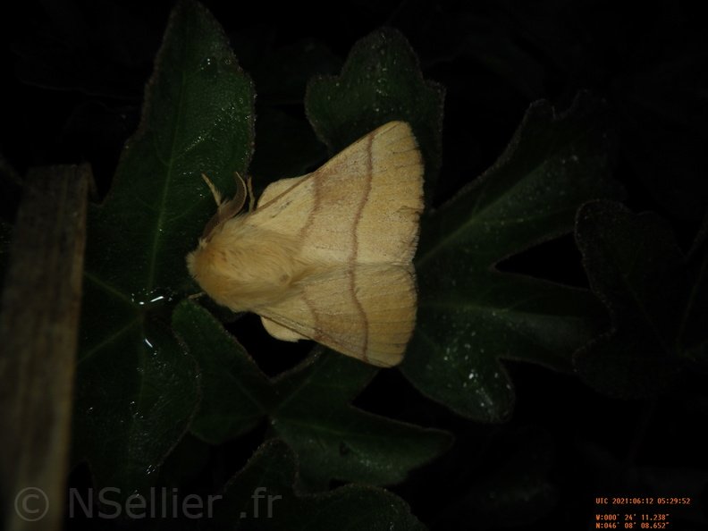 Chasse Aux Papillons - Chizé - 24-04-2021 - P1 - Malacosoma neustria (157).JPG