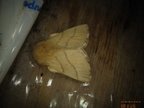 Malacosoma neustria