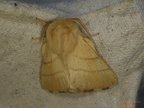 Malacosoma neustria