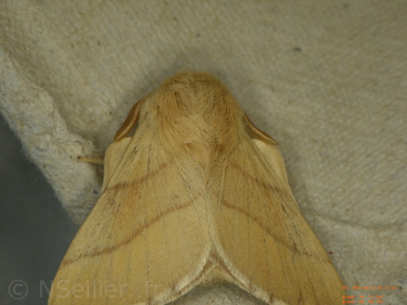 Chasse Aux Papillons - Chizé - 24-04-2021 - P1 - Malacosoma neustria (164).JPG