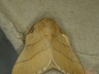 Malacosoma neustria