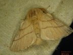 Malacosoma neustria