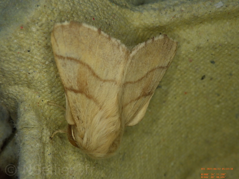 Chasse Aux Papillons - Chizé - 24-04-2021 - P1 - Malacosoma neustria (166).JPG