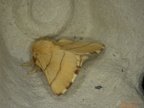 Malacosoma neustria