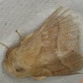 Malacosoma neustria