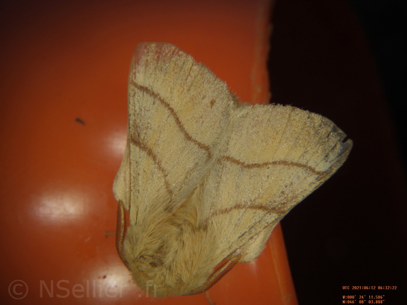 Chasse Aux Papillons - Chizé - 24-04-2021 - P4 - Malacosoma neustria (21).JPG