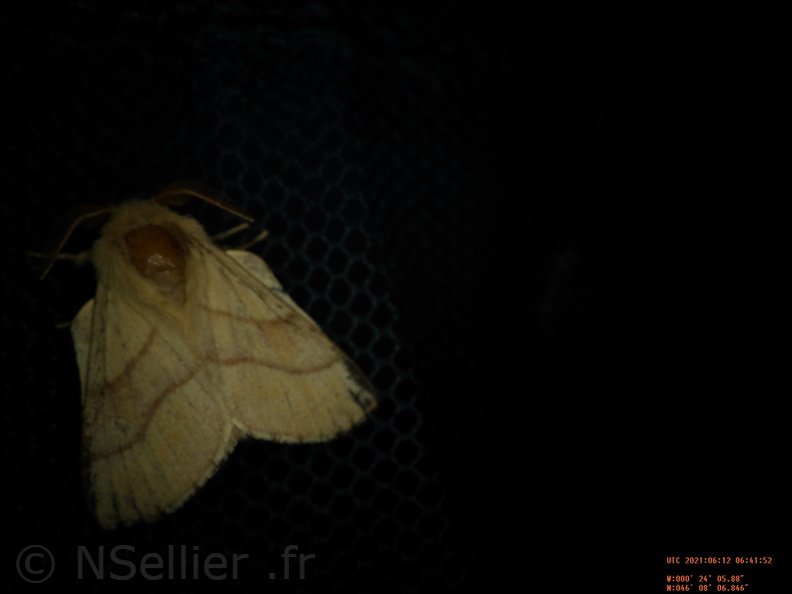 Chasse Aux Papillons - Chizé - 24-04-2021 - P5 - Malacosoma neustria (9).JPG