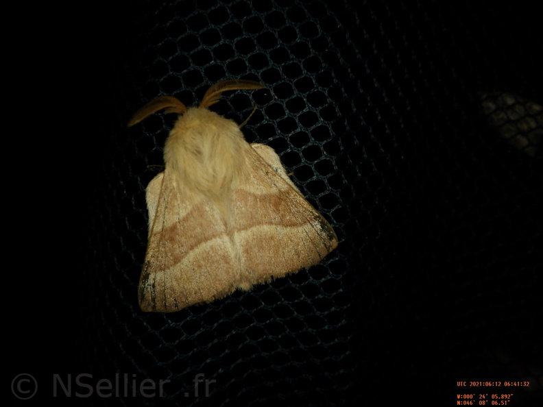 Chasse Aux Papillons - Chizé - 24-04-2021 - P5 - Malacosoma neustria (10).JPG