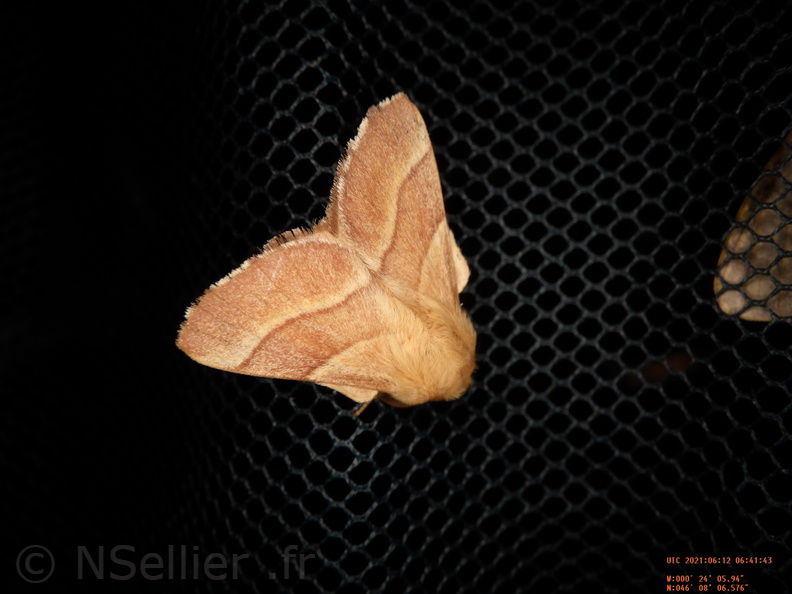 Chasse Aux Papillons - Chizé - 24-04-2021 - P5 - Malacosoma neustria (11).JPG