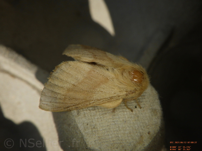 Malacosoma neustria