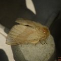 Malacosoma neustria