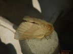 Malacosoma neustria
