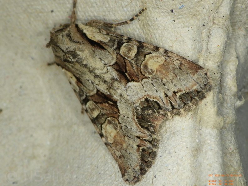 Chasse Aux Papillons - Chizé - 24-04-2021 - P1 - Lacanobia w-latinum (113).JPG