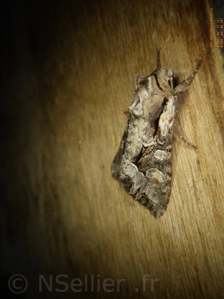 Chasse Aux Papillons - Chizé - 24-04-2021 - P1 - Lacanobia w-latinum (151).JPG