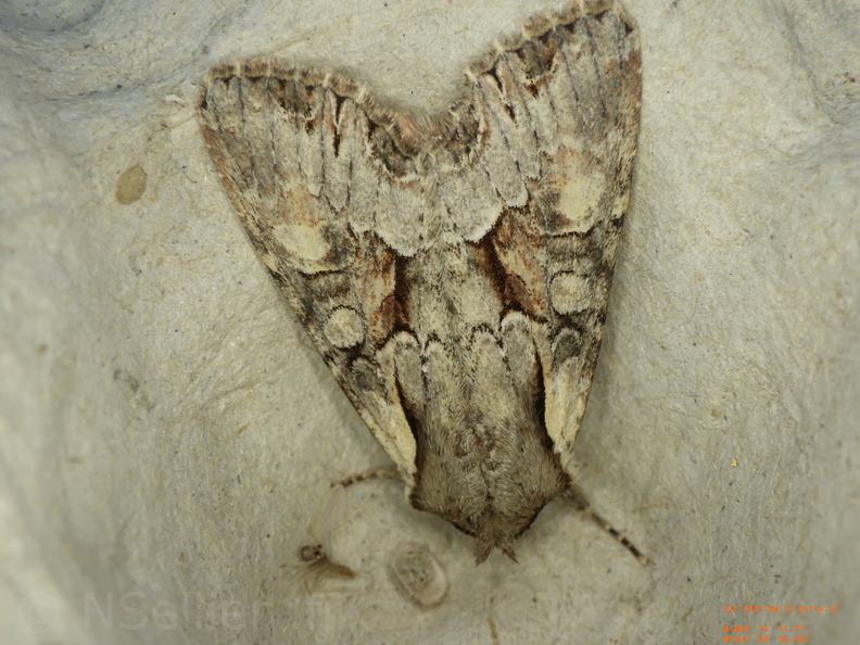 Chasse Aux Papillons - Chizé - 24-04-2021 - P1 - Lacanobia w-latinum (106).JPG