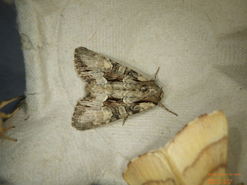 Chasse Aux Papillons - Chizé - 24-04-2021 - P1 - Lacanobia w-latinum (108).JPG