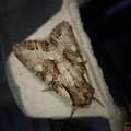 Lacanobia w-latinum