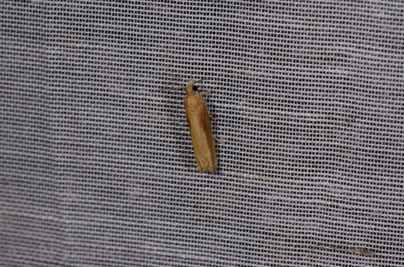 Chasse Aux Papillons - Marais d'Yves - 21-08-2014 - Eucosma obumbratana (120).JPG