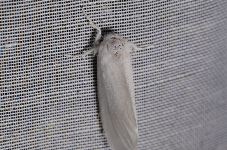 Chasse Aux Papillons - Marais d Yves - 06-09-2016 - Sphrageidus similis (15).JPG