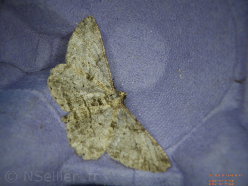 Peribatodes rhomboidaria