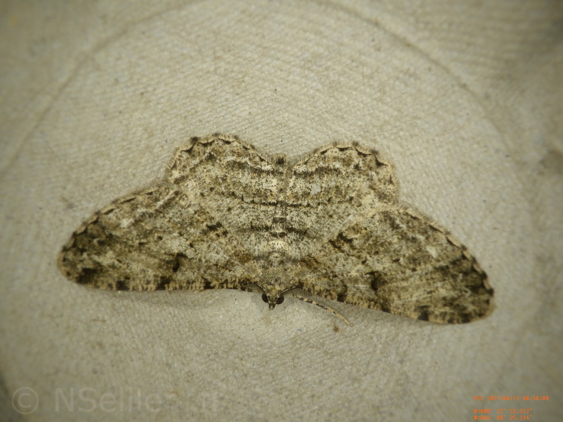 Peribatodes rhomboidaria