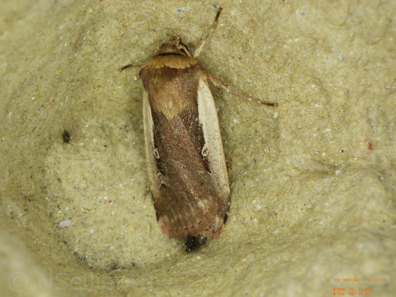 Chasse Aux Papillons - Chizé - 12-06-2021 - P1 - Ochropleura plecta (79).JPG