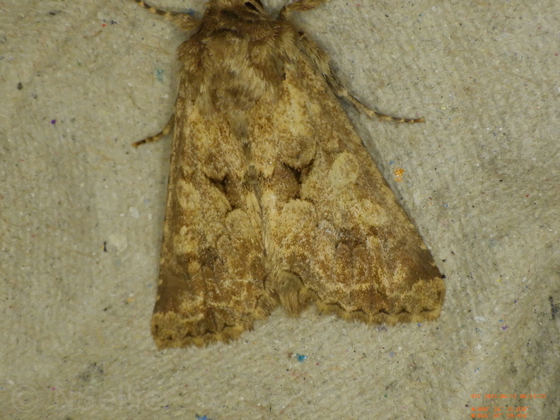 Chasse Aux Papillons - Chizé - 12-06-2021 - P3 - Conisania luteago (17).JPG