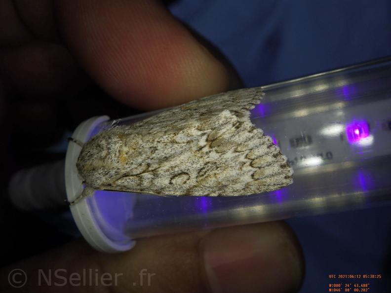 Chasse Aux Papillons - Chizé - 12-06-2021 - P2 - Acronicta aceris (4).JPG