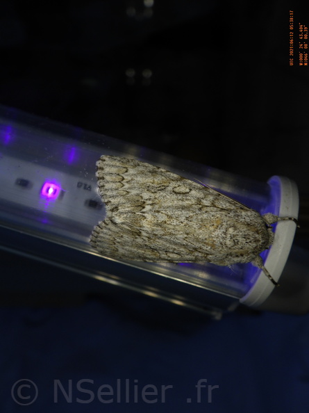 Chasse Aux Papillons - Chizé - 12-06-2021 - P2 - Acronicta aceris (5).JPG