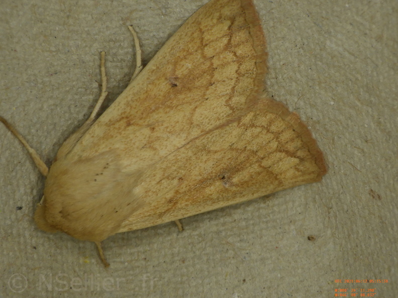 Chasse Aux Papillons - Chizé - 12-06-2021 - P1 - Mythimna vitellina (47).JPG