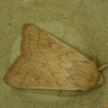 Mythimna vitellina