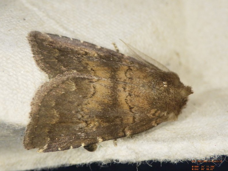 Chasse Aux Papillons - Chizé - 12-06-2021 - P1 - Rusina ferruginea (46).JPG