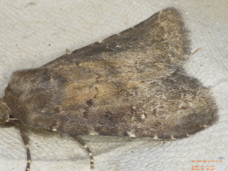 Chasse Aux Papillons - Chizé - 12-06-2021 - P1 - Rusina ferruginea (57).JPG