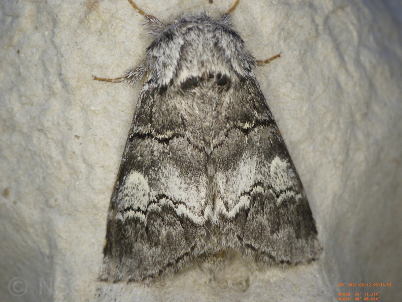 Chasse Aux Papillons - Chizé - 12-06-2021 - P1 - Drymonia querna (53).JPG