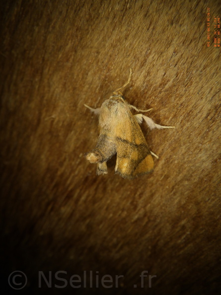 Chasse Aux Papillons - Chizé - 12-06-2021 - P1 - Apoda limacodes (76).JPG